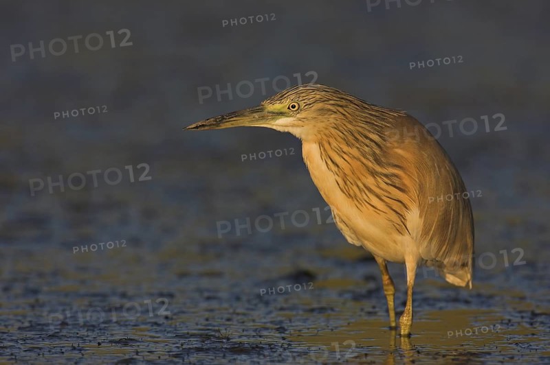 Squacco Heron (Ardeola ralloides), Lesvos, Greece