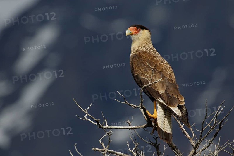 Schopfkarakara, lat. Caracara plancus, in trockener Baumkrone