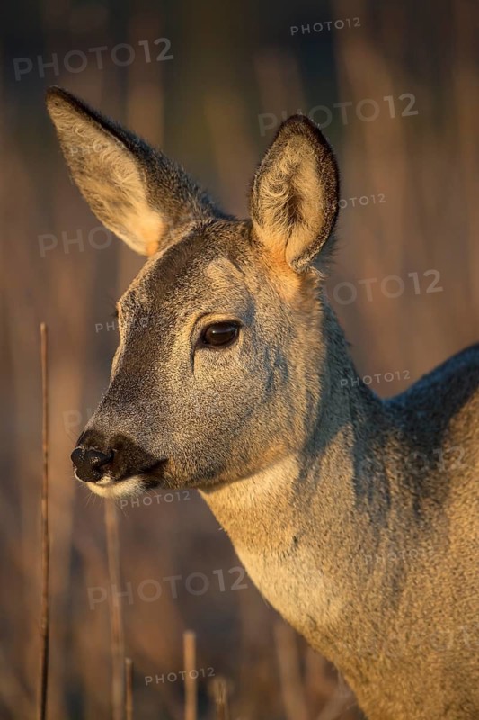 Portrait of a female Roe Deer, Roe deer doe (Capreolus capreolus) in first morning light. Some green vegetation in the distant background