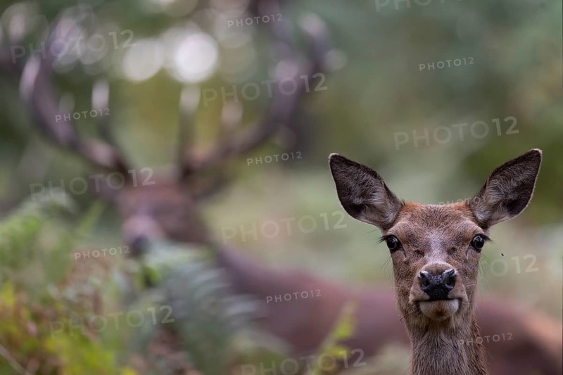 Red deer at the rutting 2025, London, Great Britain