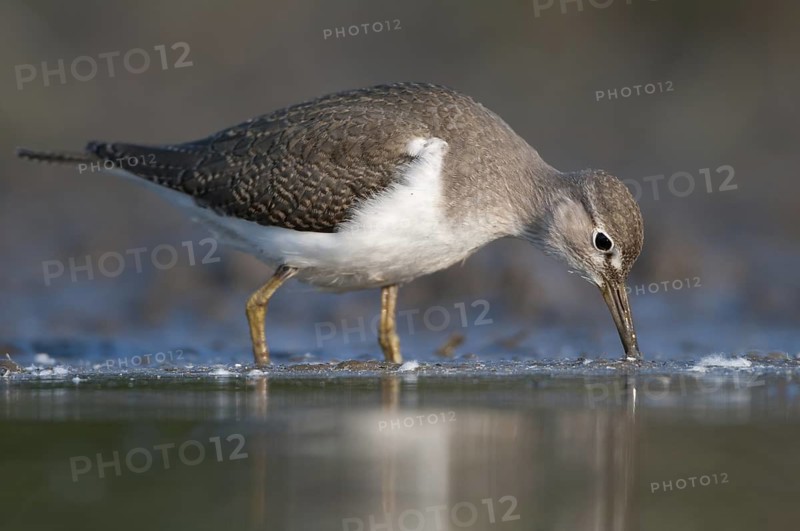 Common Sandpiper (Actitis hypoleucos), Thuringia, Germany