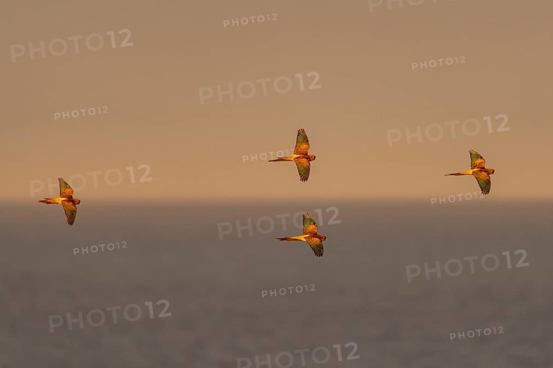 Rock parakeets (Cyanoliseus patagonus), group in flight over the sea in the evening light, El Cóndor, Río Negro, Argentina