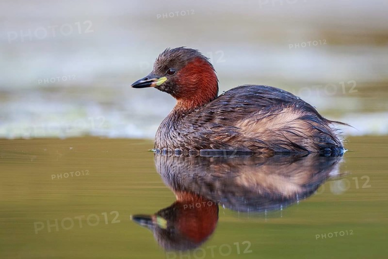 Little Grebe (Tachybaptus ruficollis), North Rhine-Westphalia, Germany