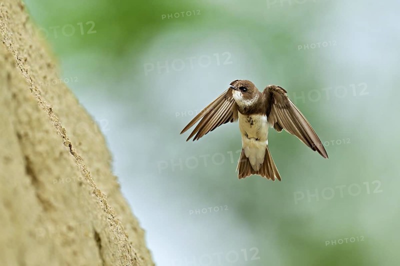 Sand martin (Riparia riparia), approaching the breeding tube, Reussegg nature reserve, Canton Aargau, Switzerland