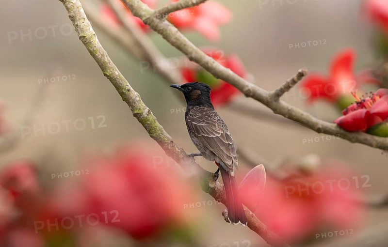 Red-vented Bulbul (Pycnonotus cafer) perched on a silk-cotton branch, sreepur, Gazipur, bangladesh