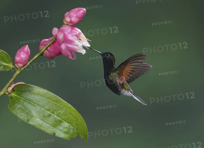 Black-bellied Hummingbird (Eupherusa nigriventris), Costa Rica