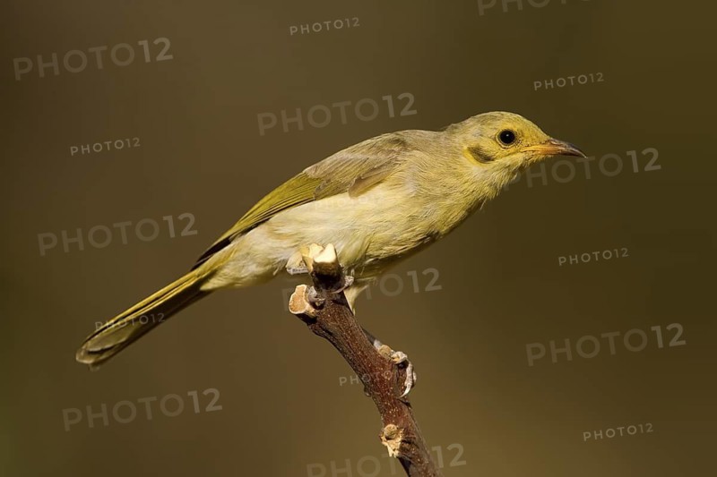 Yellow-tinted Honeyeater (Ptilotula flavescens), Western Australia, Australia