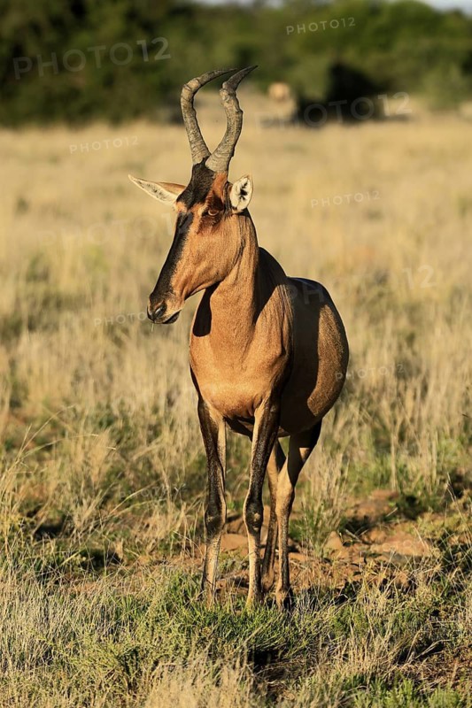 Red hartebeest (Alcelaphus buselaphus caama), Kaama, adult, alert, foraging, Mountain Zebra National Park, Eastern Cape, South Africa