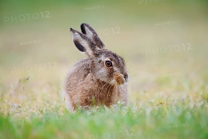 European hare (Lepus europaeus), young animal sitting in a meadow, North Rhine-Westphalia, Germany