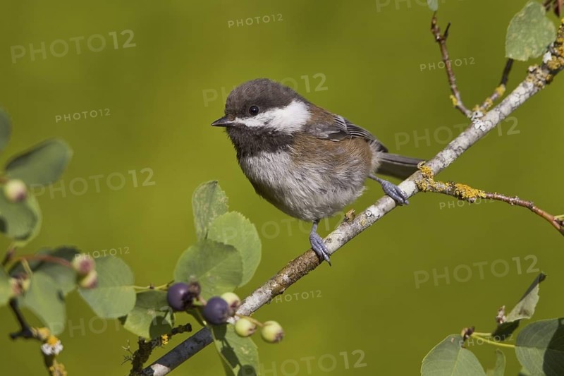Chestnut-backed Chickadee (Poecile rufescens), British Columbia, Canada