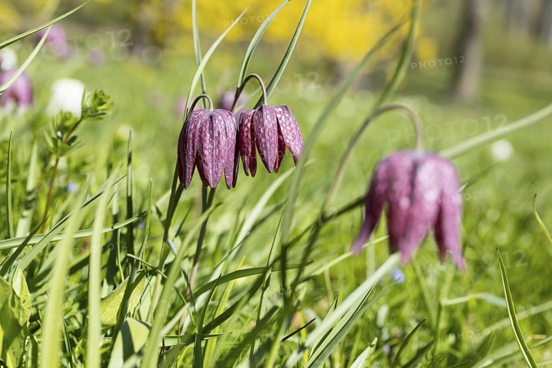 Snake's Head Fritillary (Fritillaria meleagris) in bloom, Dresden, Saxony, Germany