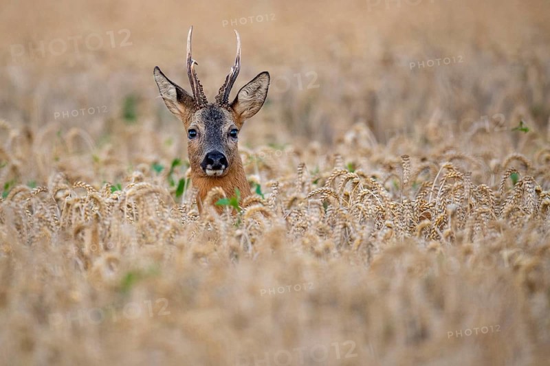 Roebuck (Capreolus capreolus) in wheat, Vechta, Lower Saxony, Germany