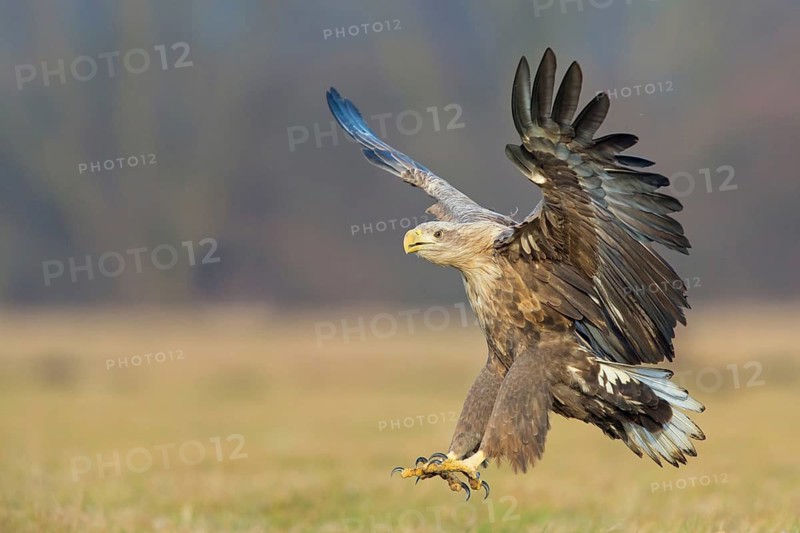 White-tailed eagle, hawk family, animals, birds, birds of prey, (Haliaeetus albicilla), biotope, habitat, foraging, centrapoles, Kutno, Lodz, Poland