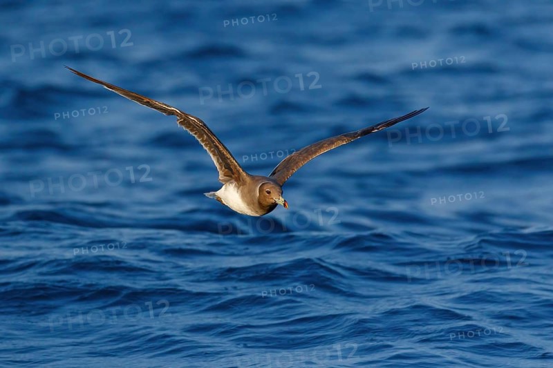 Hemprich's Gull, (Ichthyaetus hemprichii), (Larus hemprichii), Fish Eagle Gull Salalah, Off Mirbat, Dhofar, Oman
