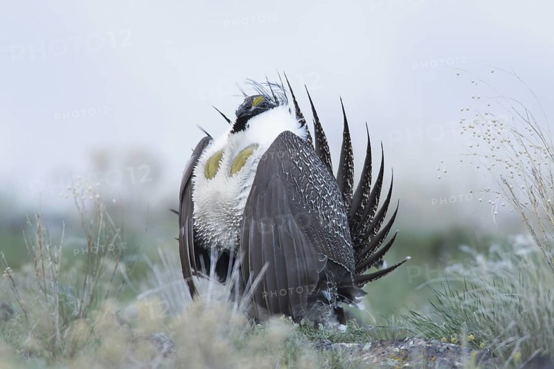 Sage Grouse (Centrocercus urophasianus) male mating, Idaho, USA