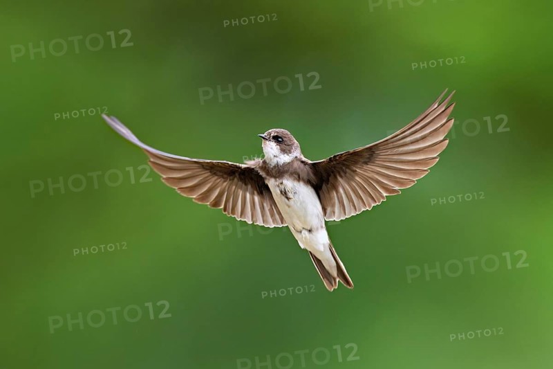 Sand martin (Riparia riparia), in flight, Reussegg nature reserve, Canton Aargau, Switzerland