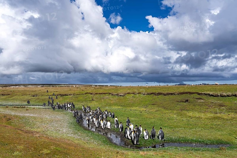 King penguins (Aptenodytes patagonicus), colony at a watercourse on a grassy plain, sheep grazing in the background under a cloudy sky, Volunteer Point, East Falkland, Falkland Islands