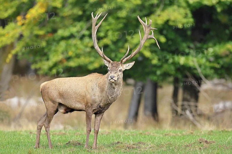 Red deer (Cervus elaphus) during the rutting season, capital stag in a forest clearing, wildlife, autumn, Sauerland, North Rhine-Westphalia, Germany