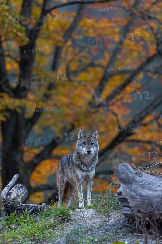 One eurasian gray wolf (Canis lupus lupus) standing between logs on a hill with a forest in fall colours in the background