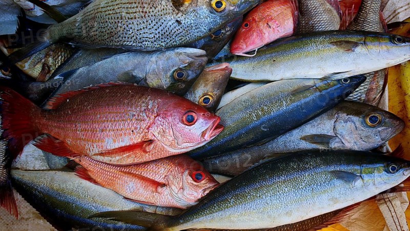 Close-up, A colourful variety of fish, fish (pisces) with different colours and eyes at a market, Mindelo fish market, Mindelo, Sao Vicente, Cabo Verde, Cape Verde, Cape Verde Islands