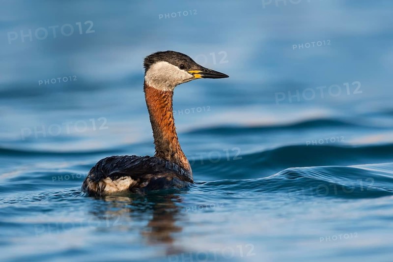 Red-necked Grebe (Podiceps grisegena) Eilat, Israel