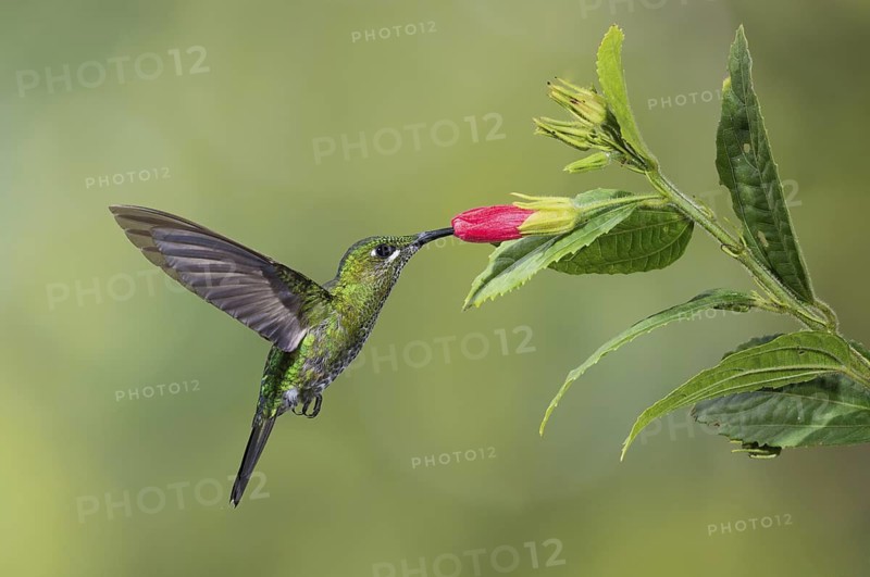 Green-crowned Brilliant (Heliodoxa jacula), Costa Rica