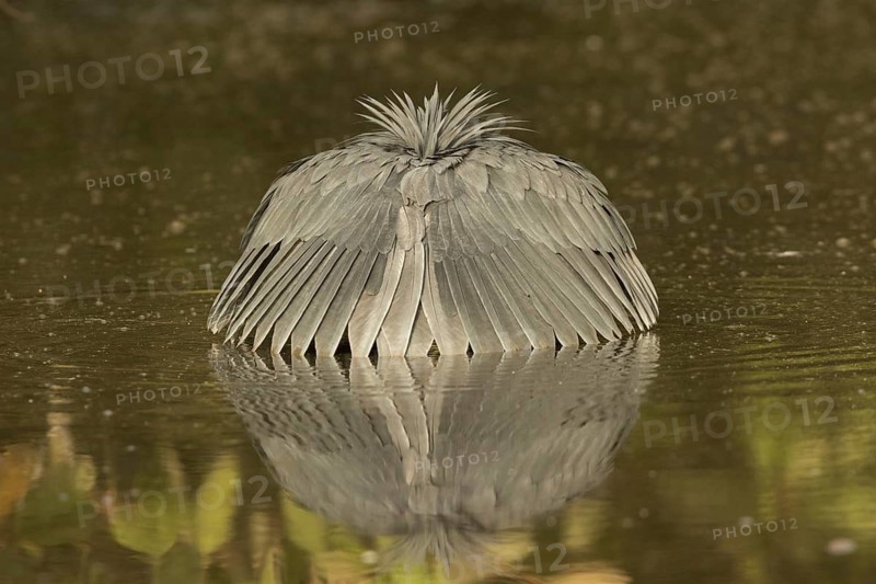 Black Heron (Egretta ardesiaca) foraging, Gambia