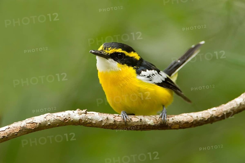 Yellow-breasted Boatbill (Machaerirhynchus flaviventer secundus) male, Queensland, Australia