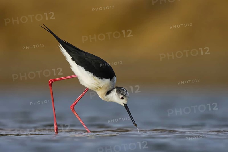 Black-winged Stilt (Himantopus himantopus) male foraging, North Rhine-Westphalia, Germany