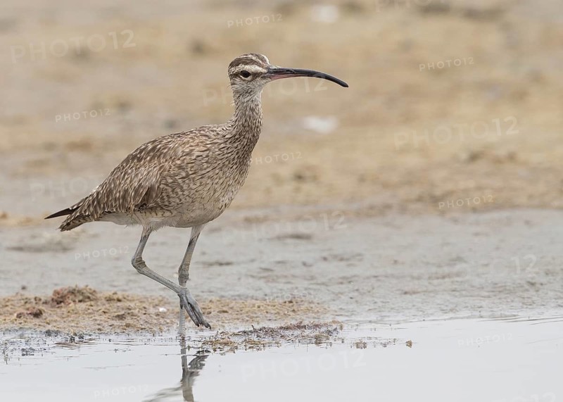 Whimbrel (Numenius phaeopus hudsonicus), Gambia