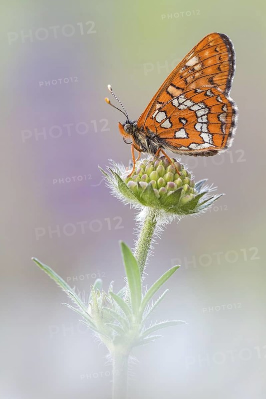 Scarce Fritillary (Euphydryas maturna) butterfly resting on flower, Bavaria, Germany