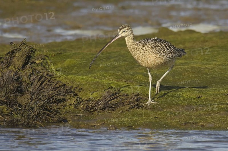 Long-billed Curlew (Numenius americanus), California, USA