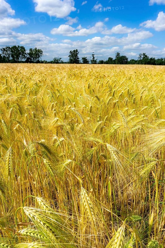 Grain field, in front of harvest, barley, near Bottrop-Kirchhellen, North Rhine-Westphalia, Germany