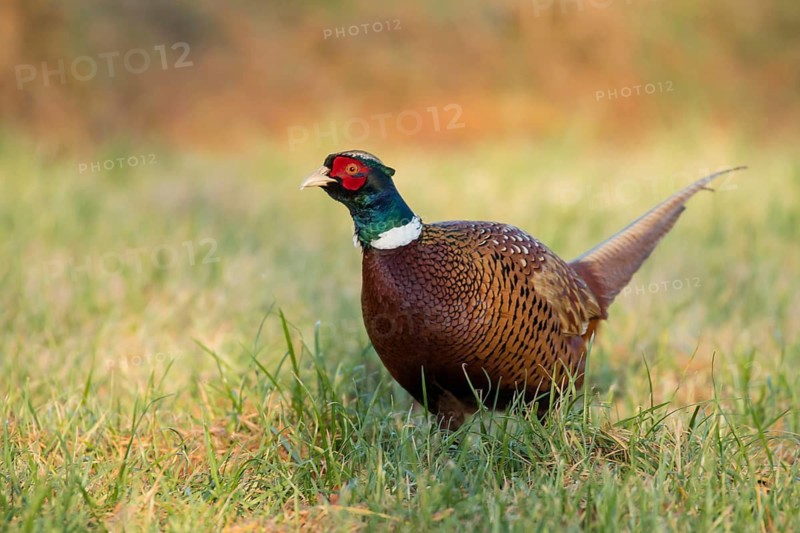 Common Pheasant (Phasianus colchicus) male, Lower Saxony, Germany