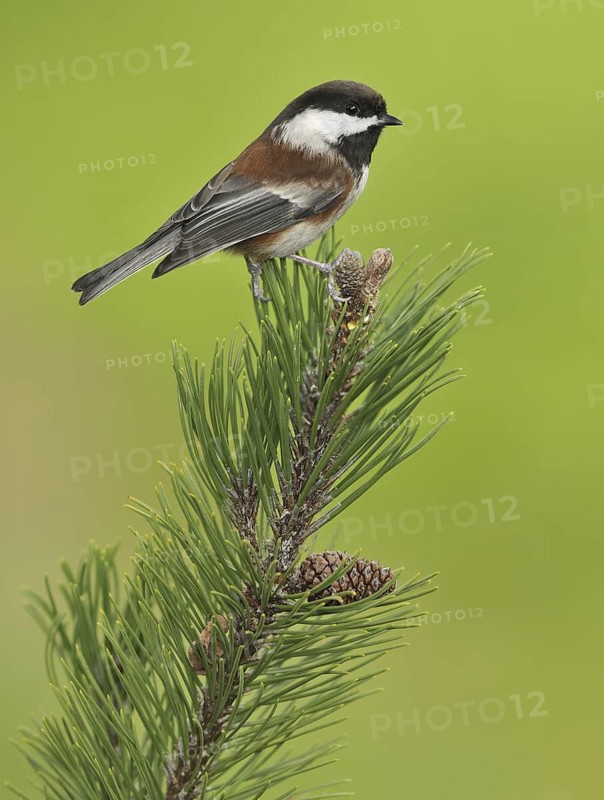 Chestnut-backed Chickadee (Poecile rufescens), British Columbia, Canada