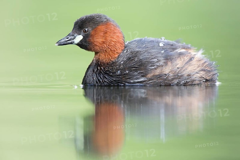Little Grebe (Tachybaptus ruficollis), Hesse, Germany