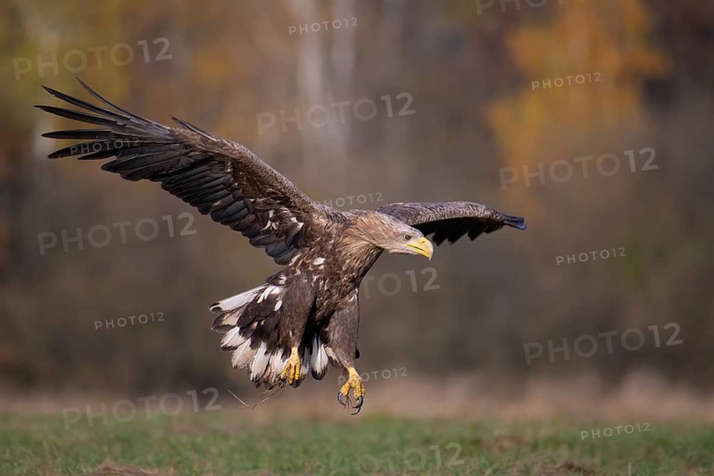 White-tailed eagle (Haliaeetus albicilla), adult white-tailed eagle approaching a forest clearing, Podlaskie Voivodeship, Poland