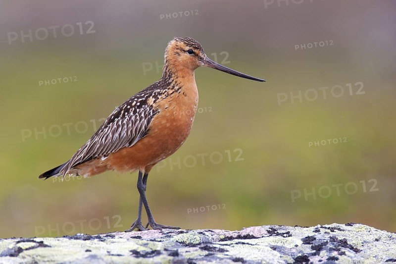 Bar-tailed Godwit (Limosa lapponica) male, Finnmark, Norway