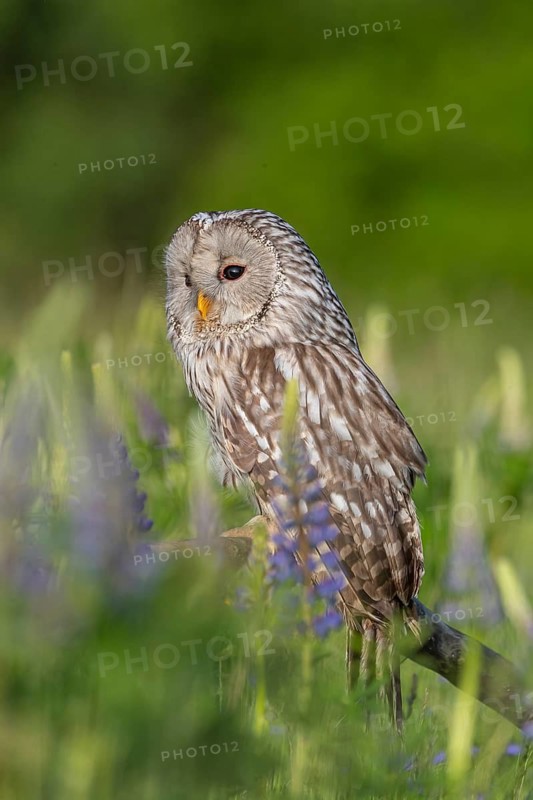 One Ural owl (Strix uralensis) sitting on a branch lying in a field of flowering lupines in late evening light