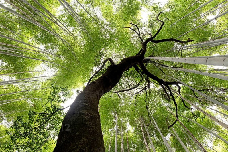 Low-angle view of a tall tree surrounded by dense bamboo in the Arashiyama Forest, Kyoto, Japan. A serene and natural setting capturing the beauty of Japanese landscapes