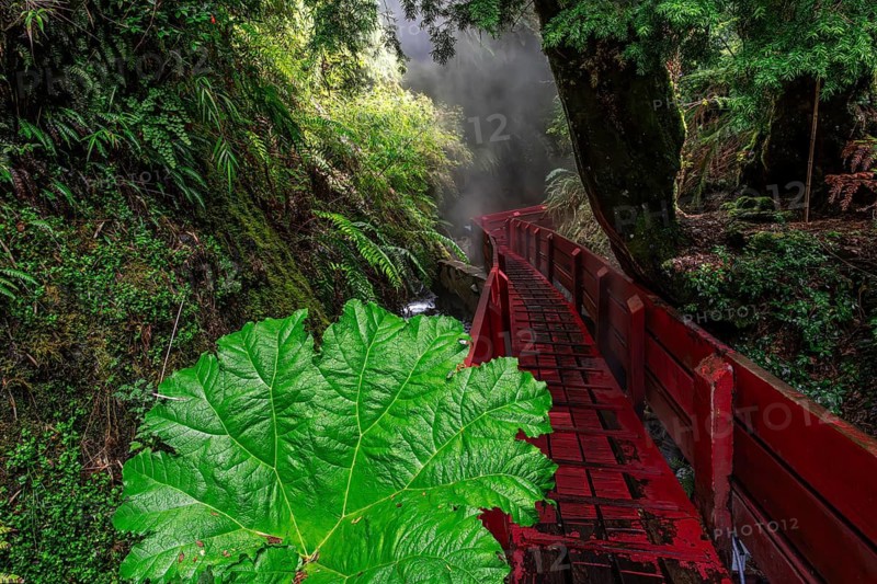 Red wooden walkway leads through a steaming gorge with Chilean giant rhubarb (Gunnera tinctoria), ferns and mossy rock faces, Termas Geométricas, Villarrica National Park, Región de los Ríos, Chile