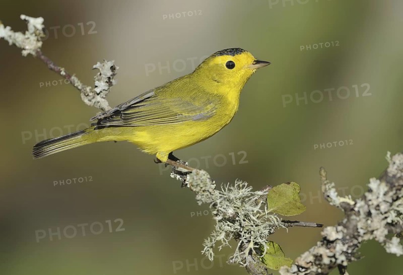 Wilson's Warbler (Cardellina pusilla), British Columbia, Canada