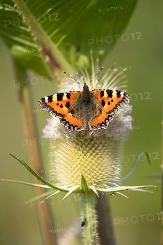 Small tortoiseshell butterfly (Aglais urticaeadult) adult insect feeding on a Teasel (Dipsacus fullonum) flower in summer, RSPB Frampton marsh nature reserve, Lincolnshire, England, United Kingdom