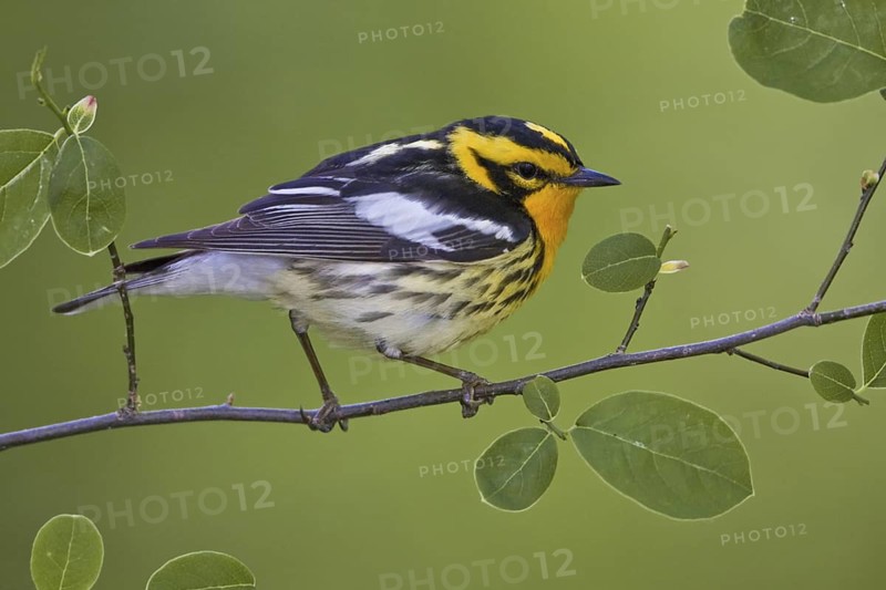 Blackburnian Warbler (Setophaga fusca) male, Ontario, Canada