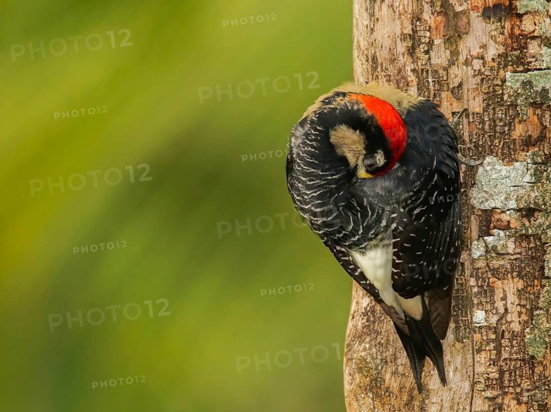 Black-cheeked Woodpecker (Melanerpes pucherani) male preening on a tree, Alajuela, Costa Rica