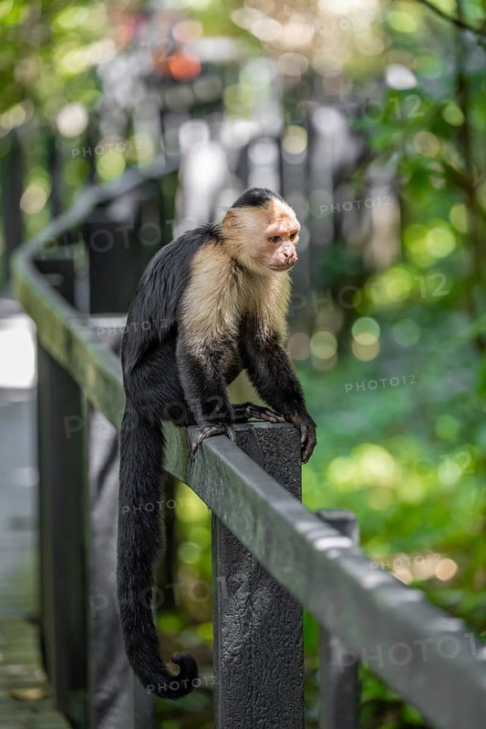 White-headed capuchin (Cebus imitator), Cahuita National Park, Costa Rica