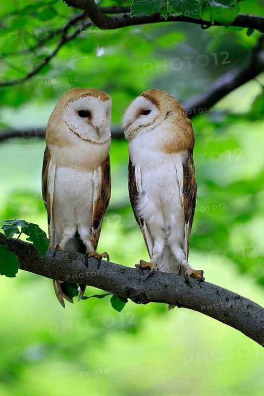 Barn owl (Tyto alba), adult, pair, vigilant, on tree, in summer, Šumava, Czech Republic