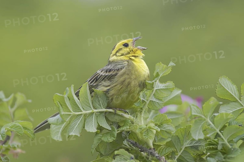 Yellowhammer (Emberiza citrinella) singing, Mecklenburg-Western Pomerania, Germany