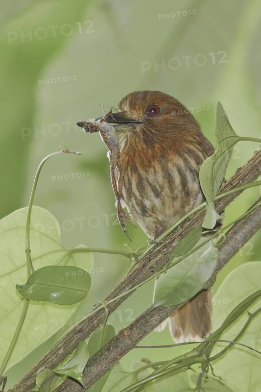 White-whiskered Puffbird (Malacoptila panamensis), Costa Rica