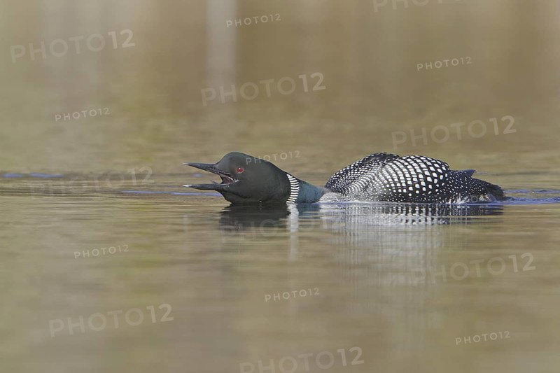 Great Northern Loon (Gavia immer), British Columbia, Canada